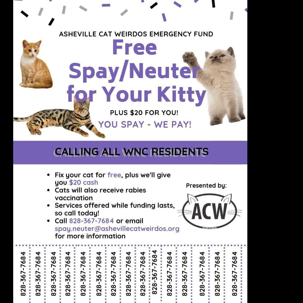 Photo 5 from ASHEVILLE CAT WEIRDOS EMERGENCY FUND