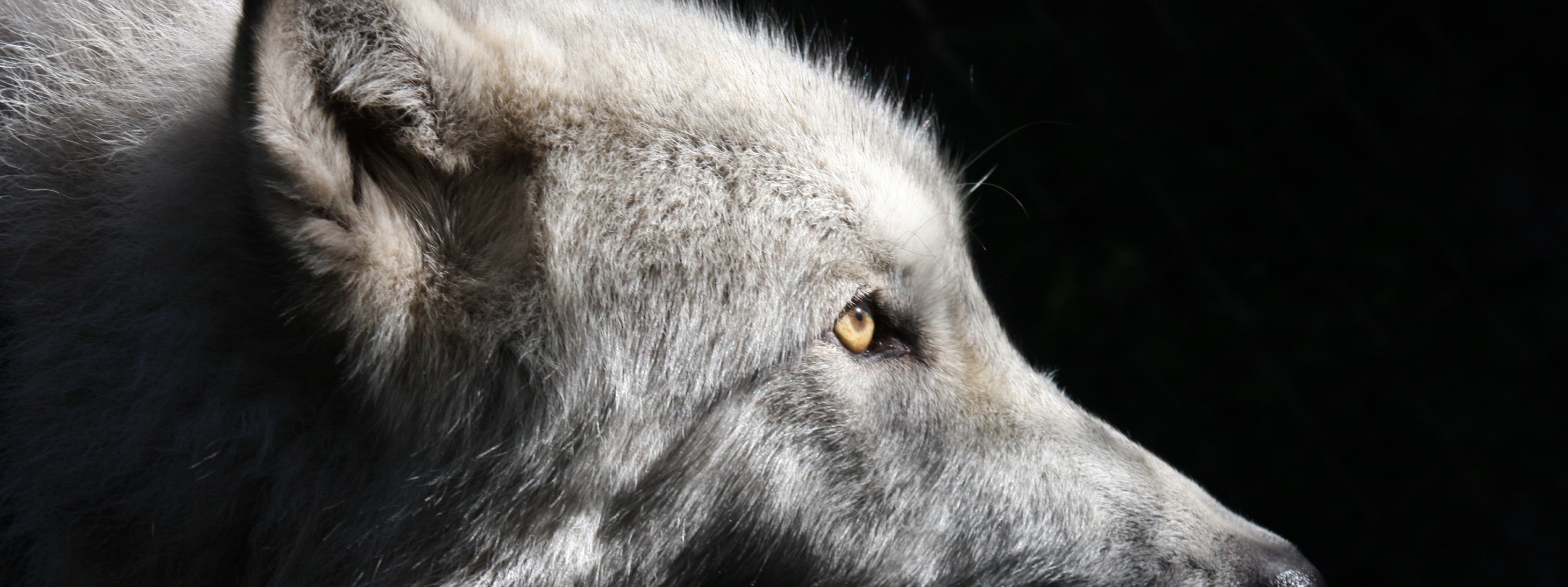 SHY WOLF SANCTUARY EDUCATION AND EXPERIENCE CENTER INC