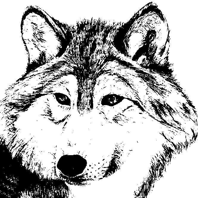 SHY WOLF SANCTUARY EDUCATION AND EXPERIENCE CENTER INC