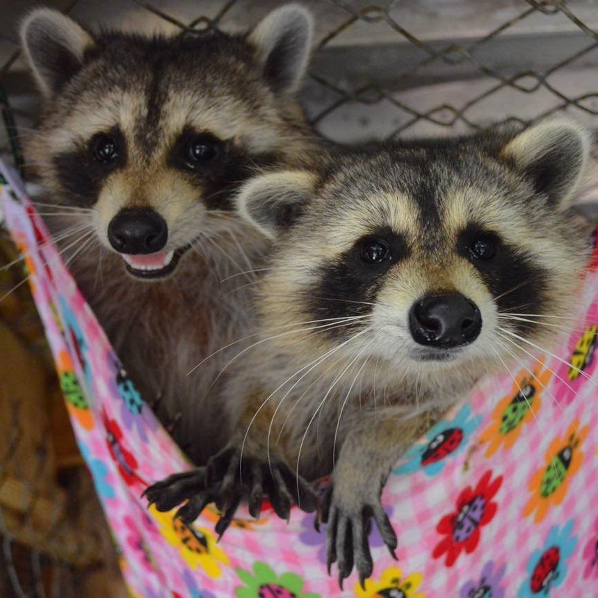 Photo 1 from SHY WOLF SANCTUARY EDUCATION AND EXPERIENCE CENTER INC