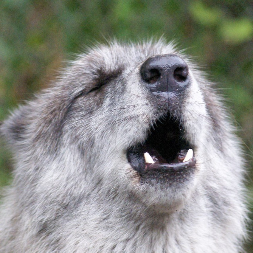 Photo 2 from SHY WOLF SANCTUARY EDUCATION AND EXPERIENCE CENTER INC