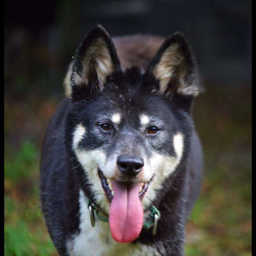Photo 3 from SHY WOLF SANCTUARY EDUCATION AND EXPERIENCE CENTER INC