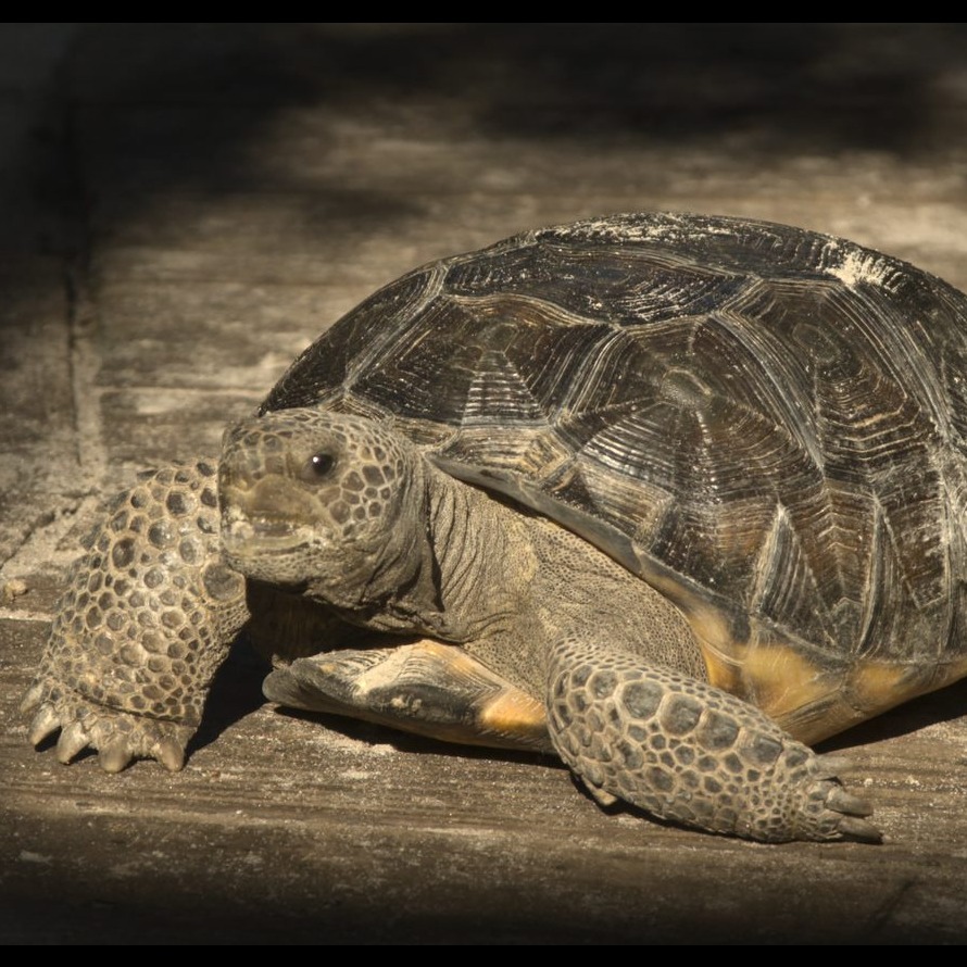 Photo 4 from SHY WOLF SANCTUARY EDUCATION AND EXPERIENCE CENTER INC