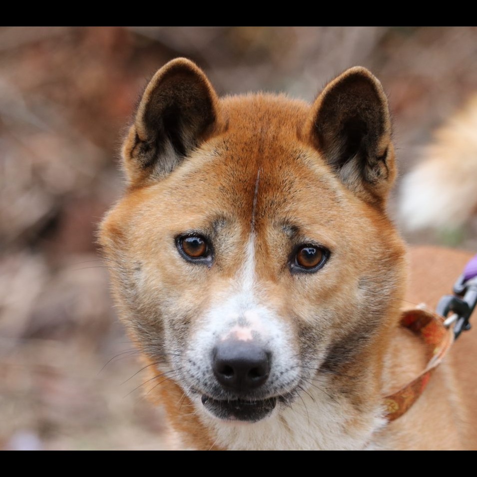 Photo 5 from SHY WOLF SANCTUARY EDUCATION AND EXPERIENCE CENTER INC