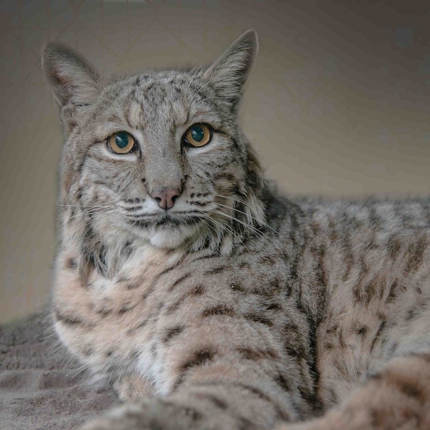 Photo 6 from SHY WOLF SANCTUARY EDUCATION AND EXPERIENCE CENTER INC