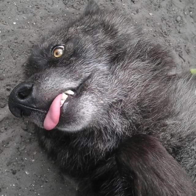 Photo 7 from SHY WOLF SANCTUARY EDUCATION AND EXPERIENCE CENTER INC