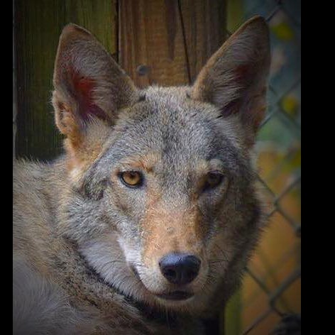 Photo 8 from SHY WOLF SANCTUARY EDUCATION AND EXPERIENCE CENTER INC