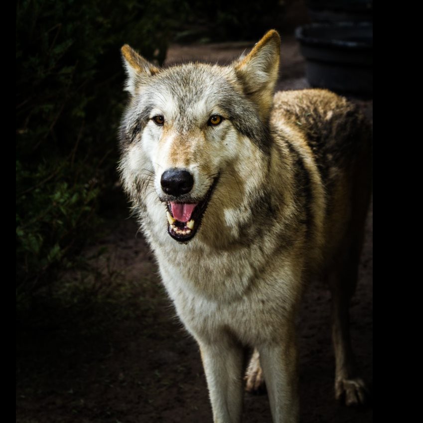 Photo 9 from SHY WOLF SANCTUARY EDUCATION AND EXPERIENCE CENTER INC