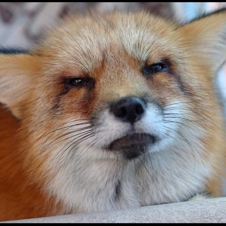 Photo 10 from SHY WOLF SANCTUARY EDUCATION AND EXPERIENCE CENTER INC