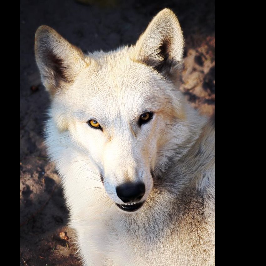 Photo 11 from SHY WOLF SANCTUARY EDUCATION AND EXPERIENCE CENTER INC