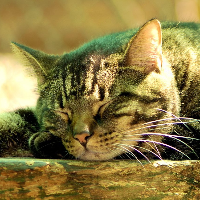 Photo 12 from SHY WOLF SANCTUARY EDUCATION AND EXPERIENCE CENTER INC