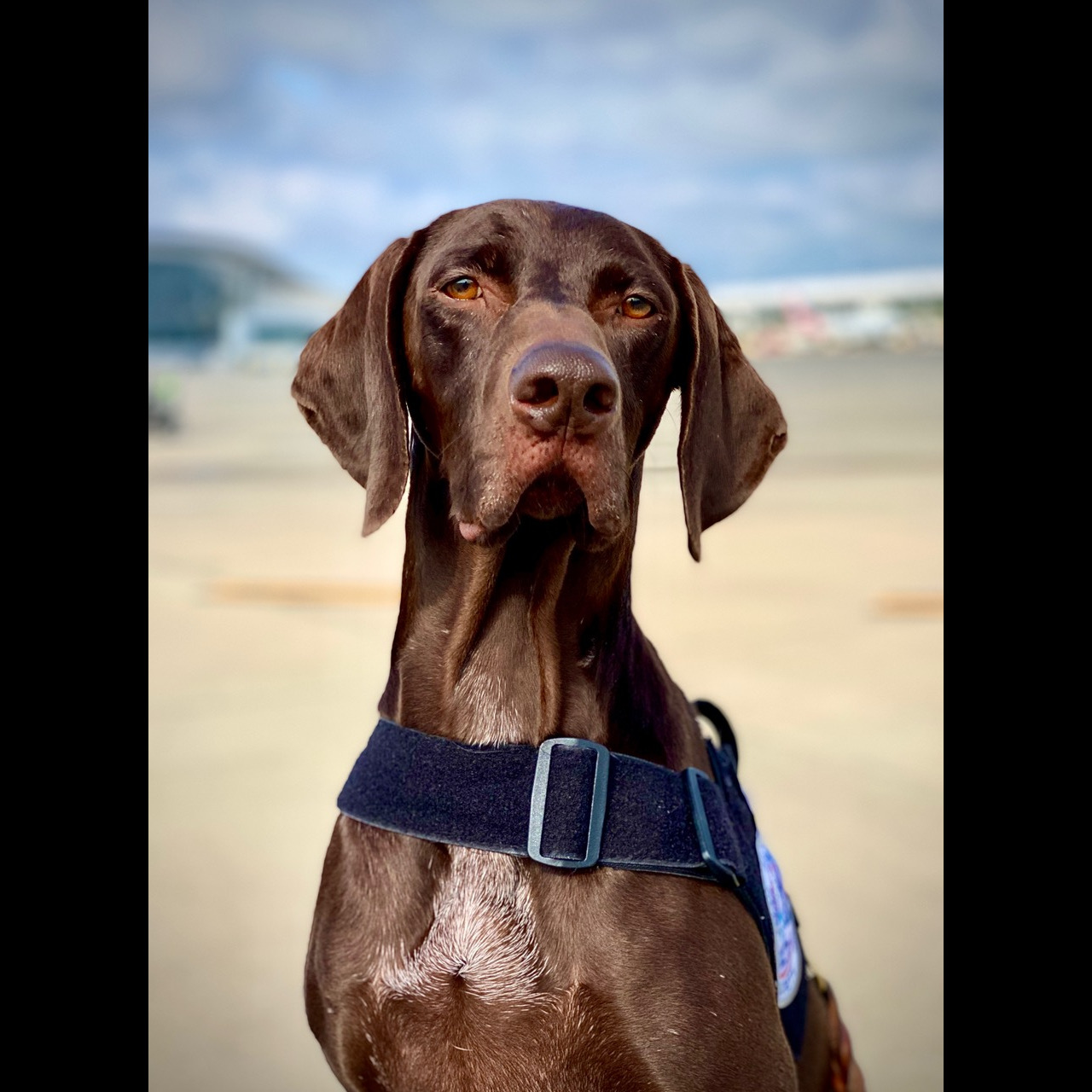 Photo 4 from Central Indiana K9 Association Inc