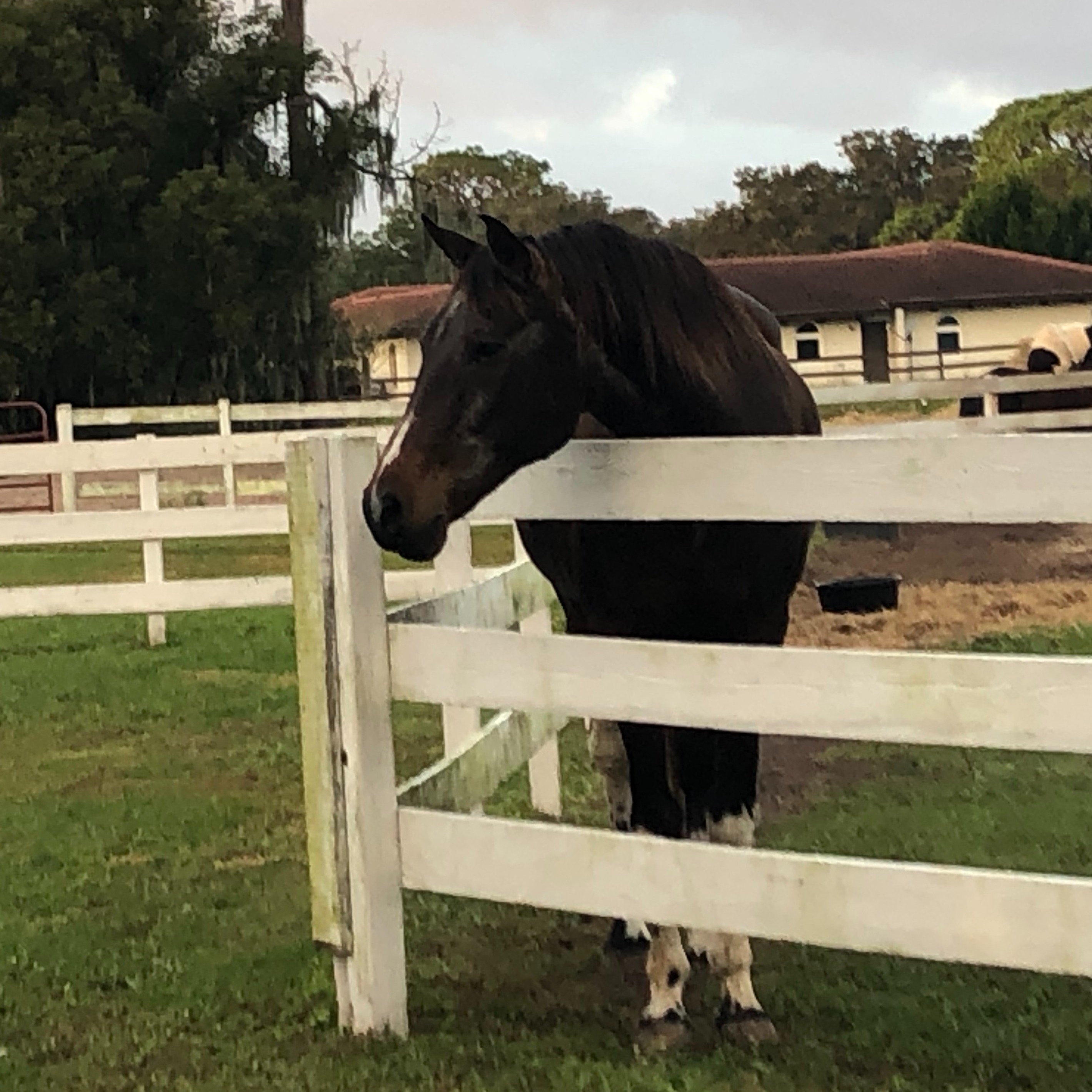 Photo 3 from TiAnViCa Riding Academy Incorporated