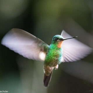 Photo 3 from Saving Nature Inc