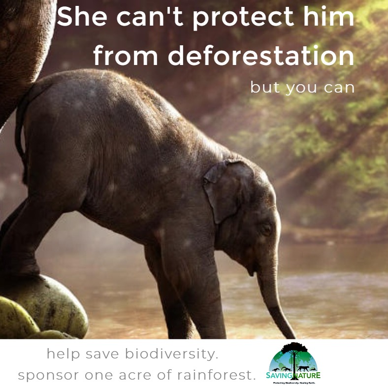 Photo 5 from Saving Nature Inc