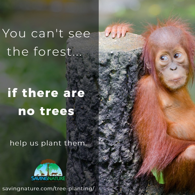 Photo 7 from Saving Nature Inc