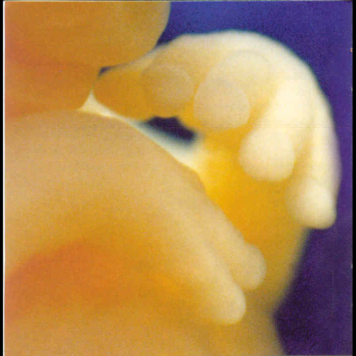 Photo 3 from West Virginians for Life Inc