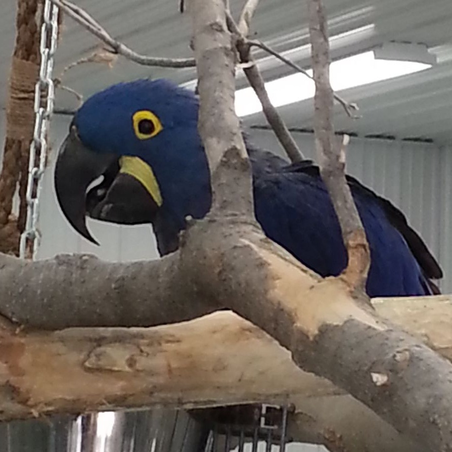 Photo 1 from Under My Wing Avian Refuge