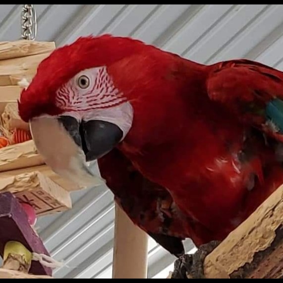 Photo 2 from Under My Wing Avian Refuge