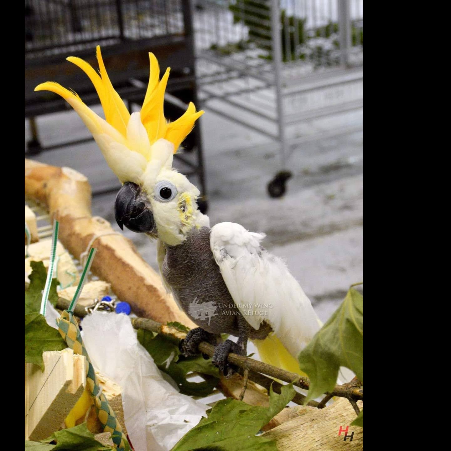 Photo 4 from Under My Wing Avian Refuge