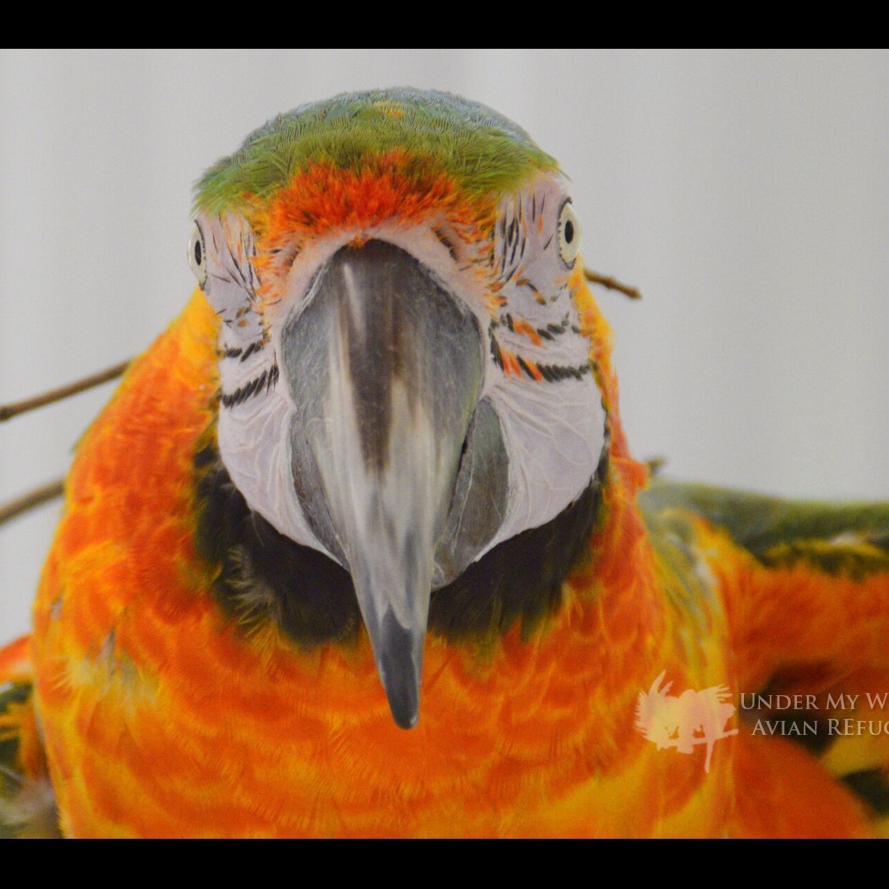 Photo 12 from Under My Wing Avian Refuge