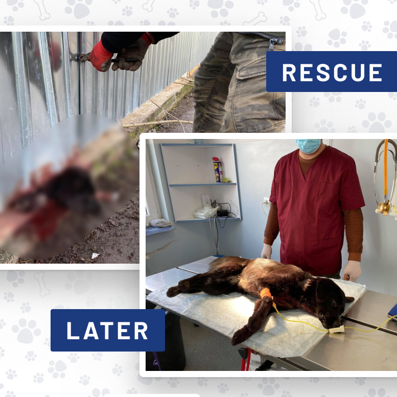 Photo 2 from ROMANIAN LEAGUE IN DEFENSE OF ANIMALS