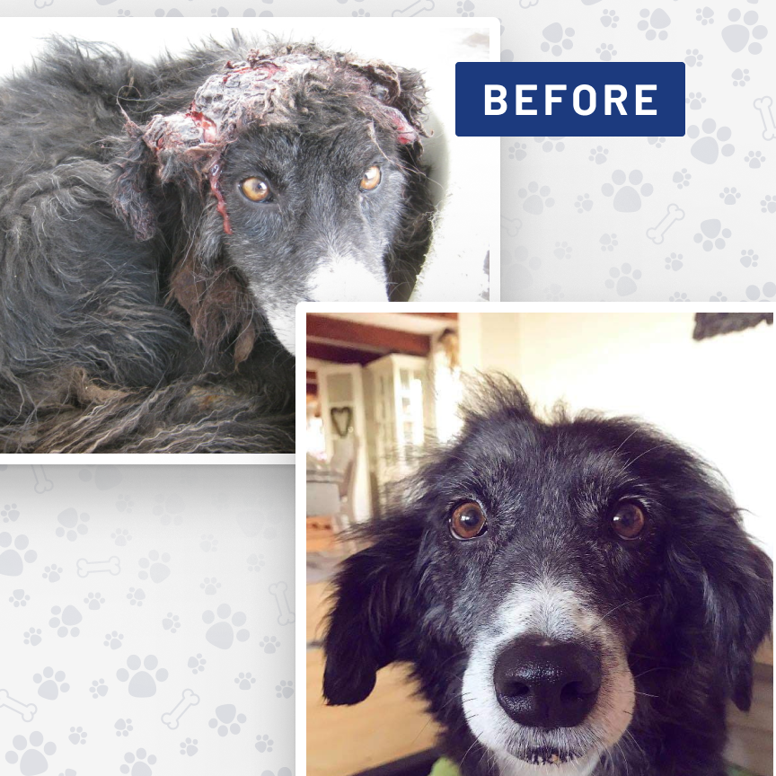 Photo 5 from ROMANIAN LEAGUE IN DEFENSE OF ANIMALS