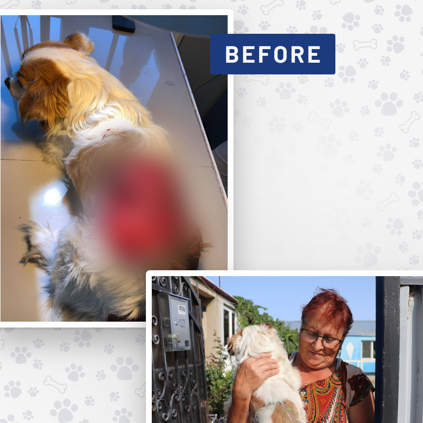 Photo 6 from ROMANIAN LEAGUE IN DEFENSE OF ANIMALS