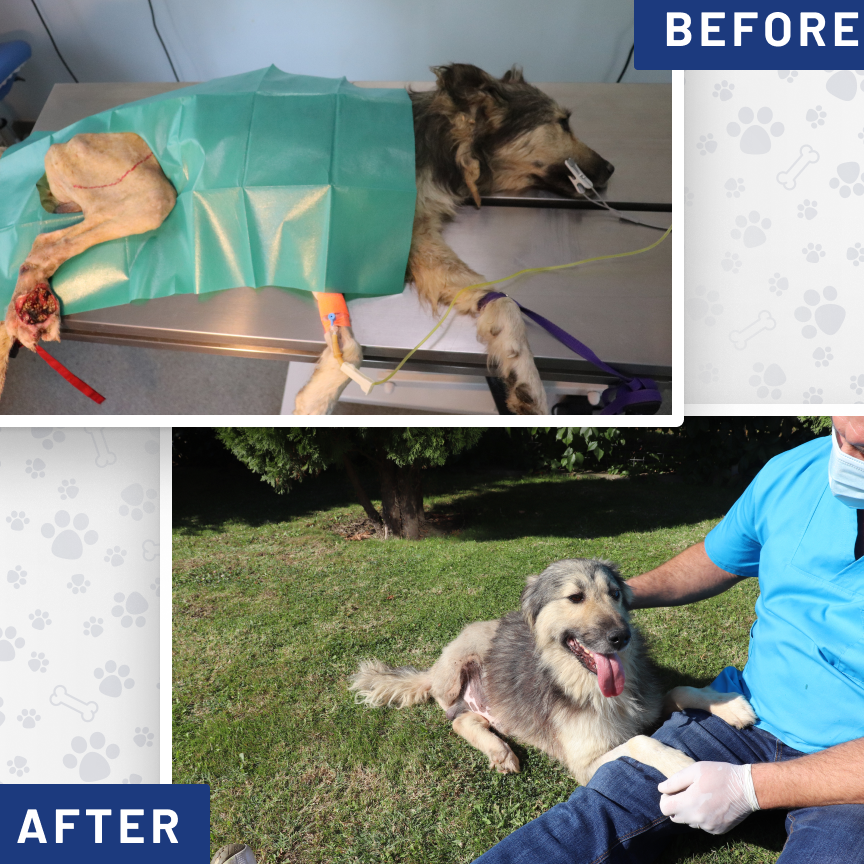 Photo 9 from ROMANIAN LEAGUE IN DEFENSE OF ANIMALS