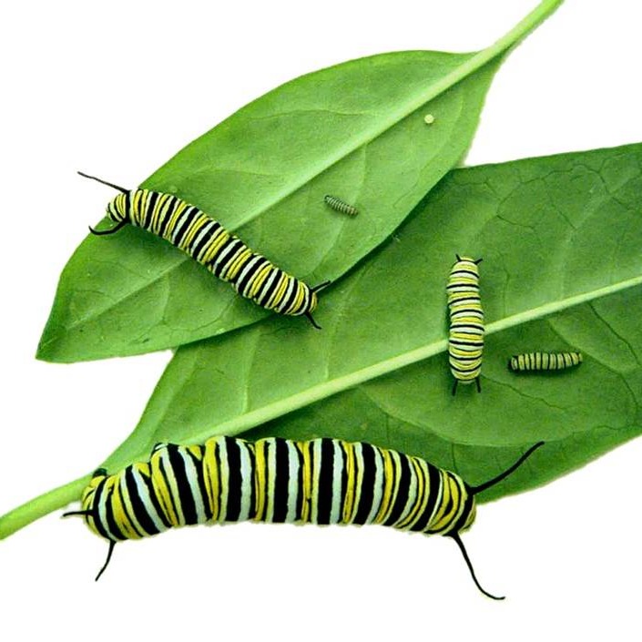 Photo 4 from STEMs Grow