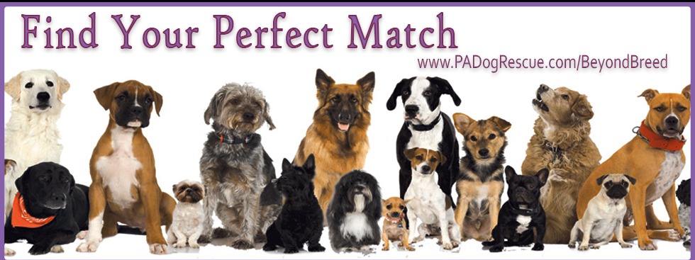 PA Dog Rescue
