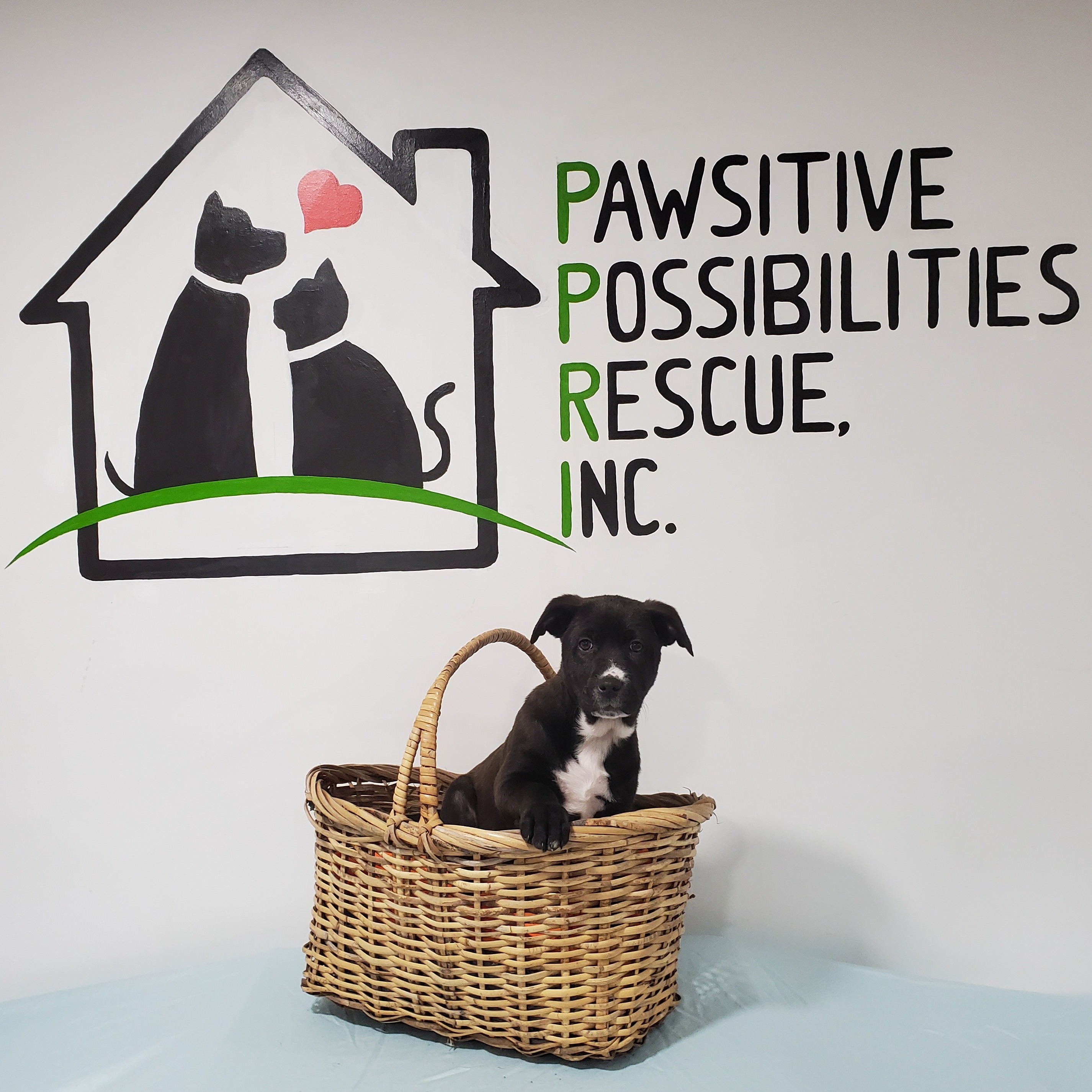 Photo 9 from Pawsitive Possibilities Rescue Inc