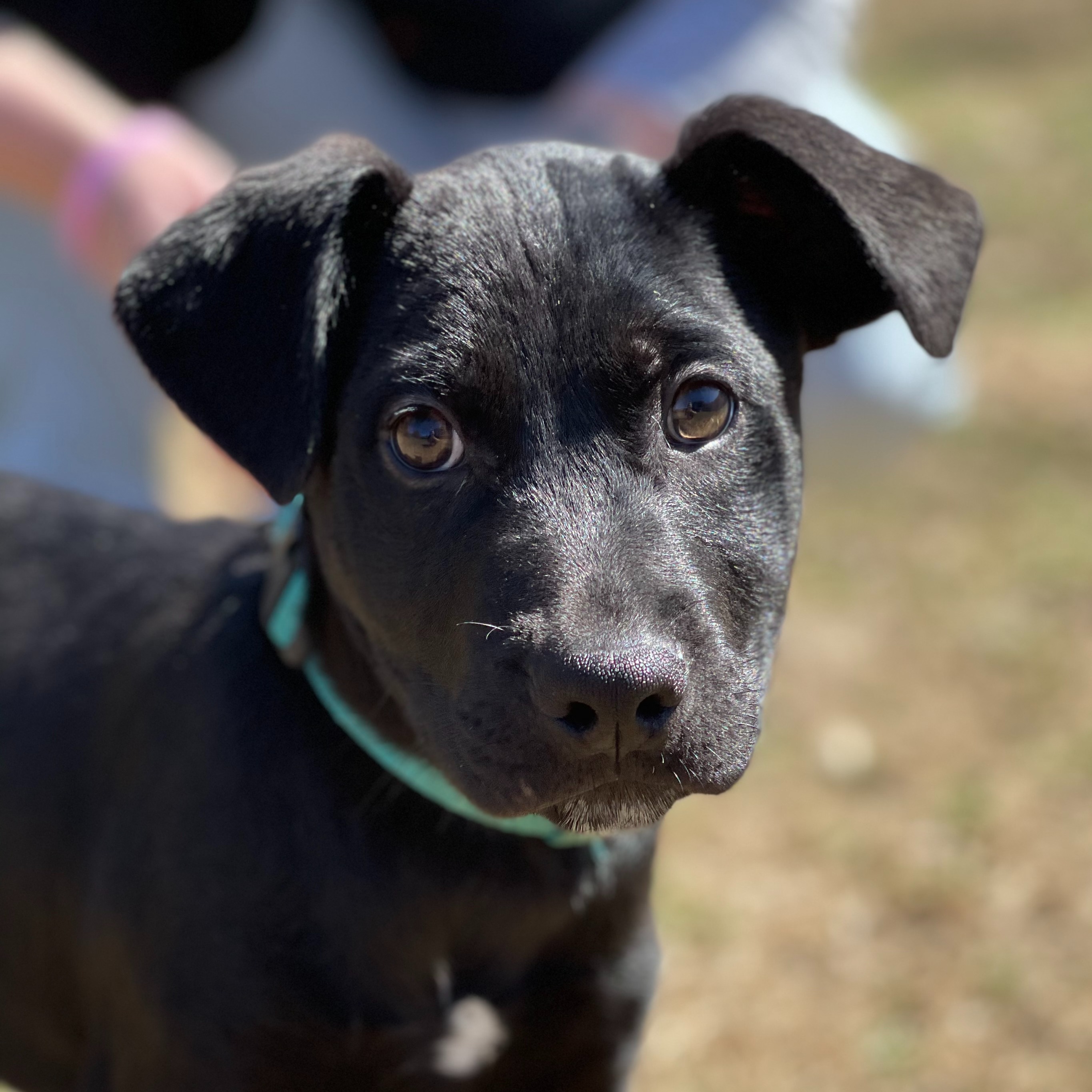 Photo 11 from Pawsitive Possibilities Rescue Inc