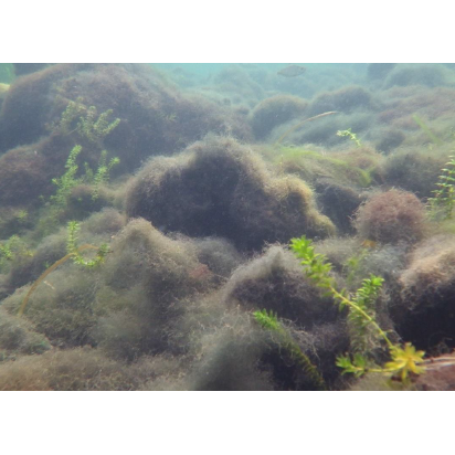 Photo 9 from SAVE CRYSTAL RIVER