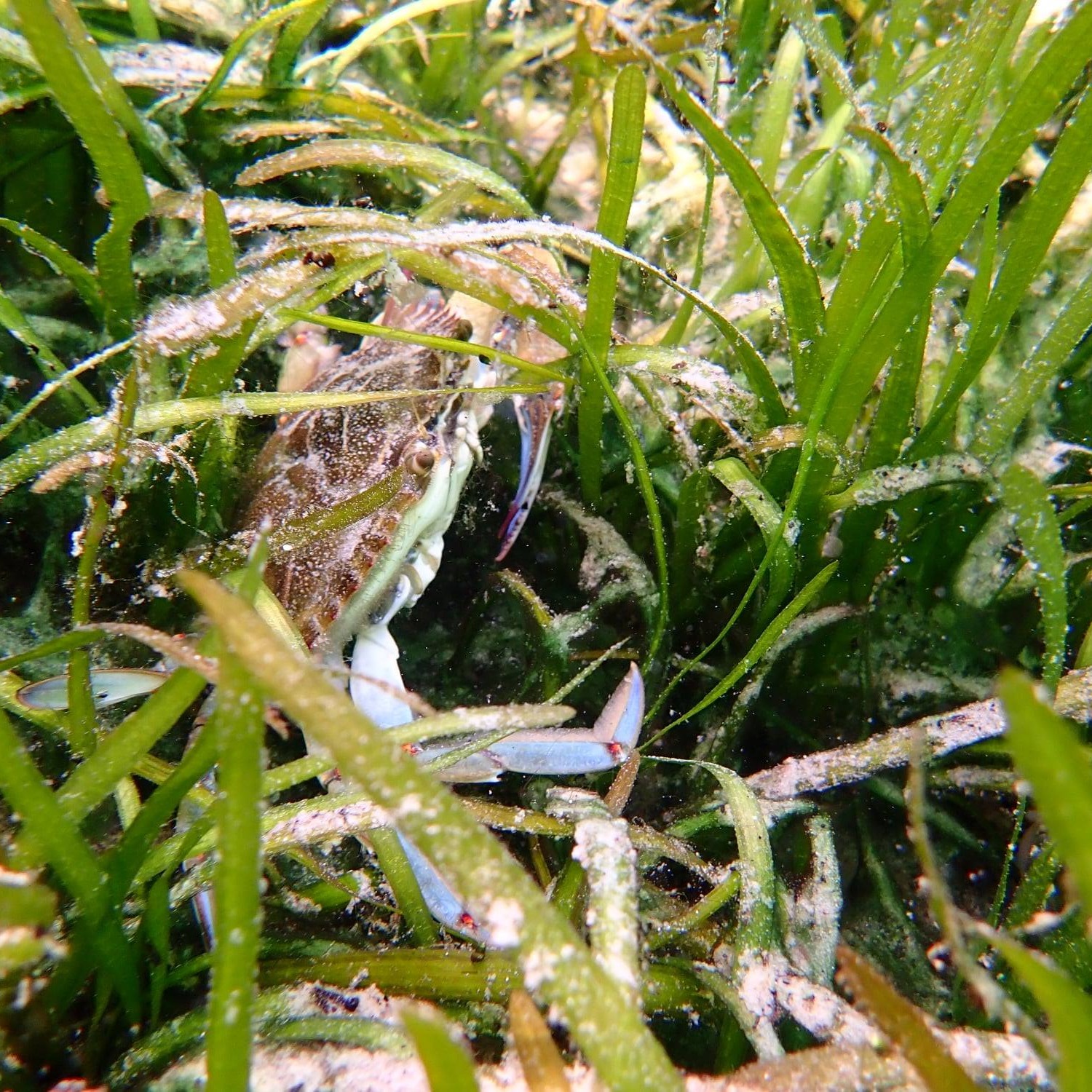 Photo 3 from SAVE CRYSTAL RIVER