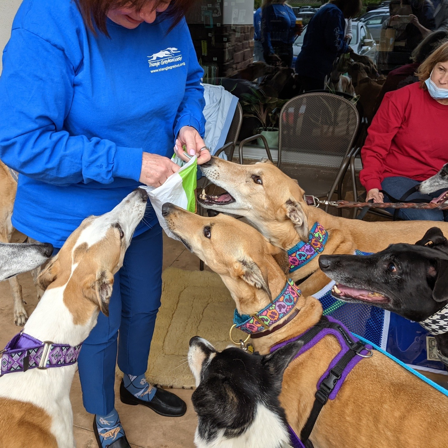 Photo 1 from Triangle Greyhound Society