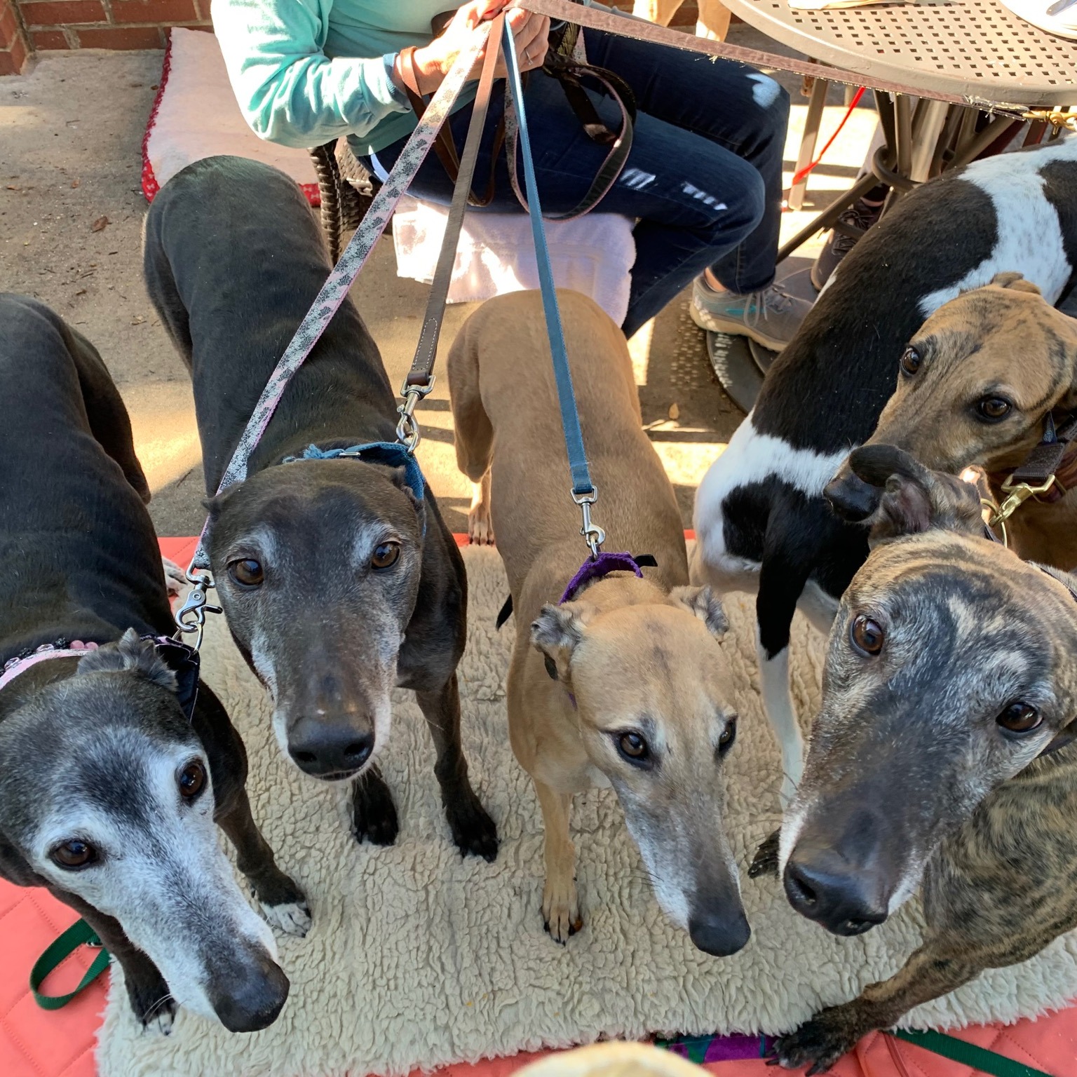 Photo 2 from Triangle Greyhound Society