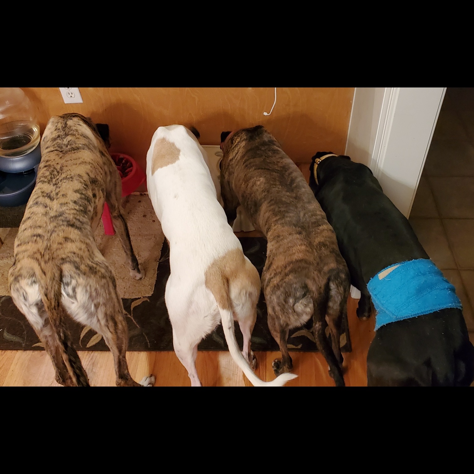 Photo 3 from Triangle Greyhound Society