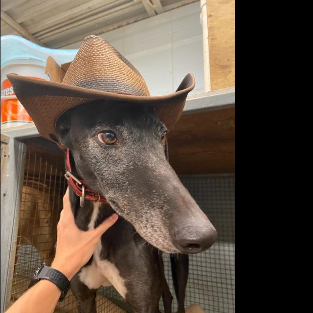 Photo 4 from Triangle Greyhound Society