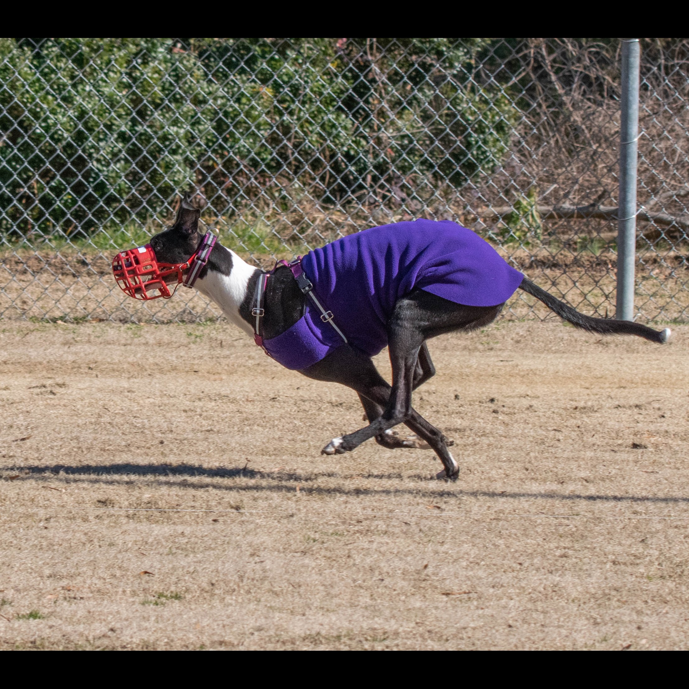 Photo 5 from Triangle Greyhound Society