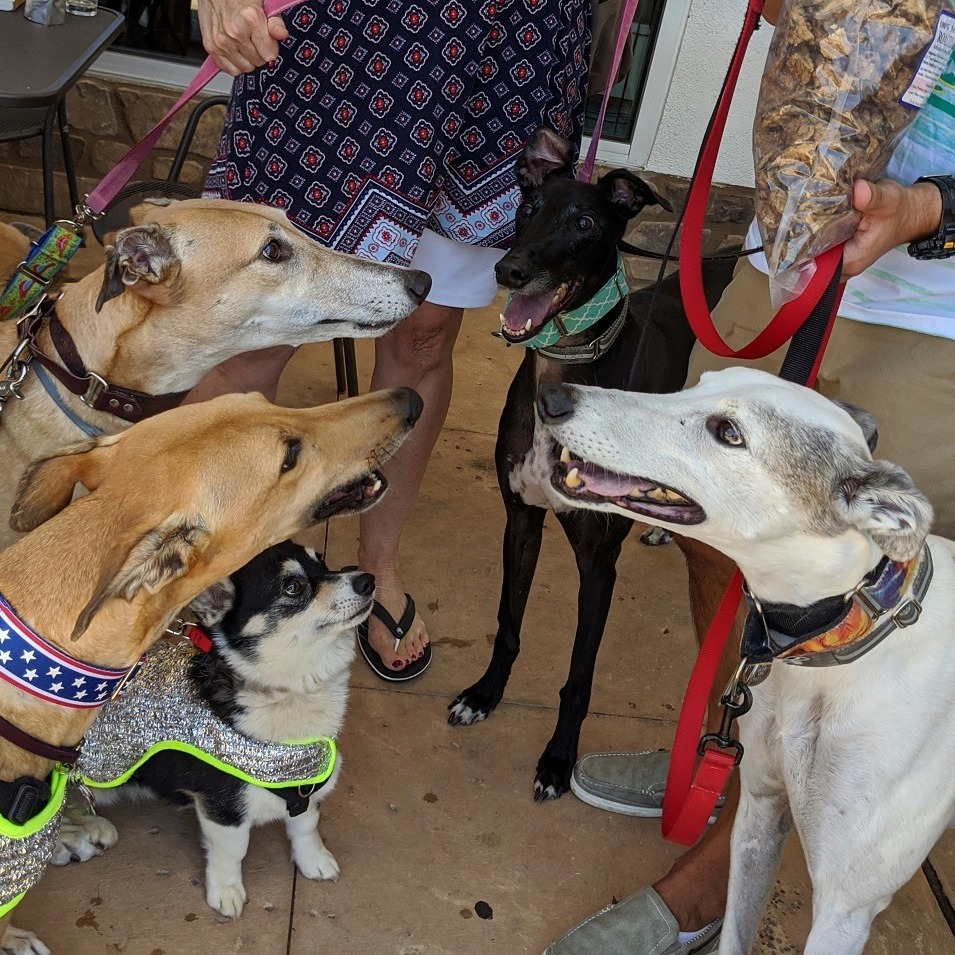 Photo 6 from Triangle Greyhound Society