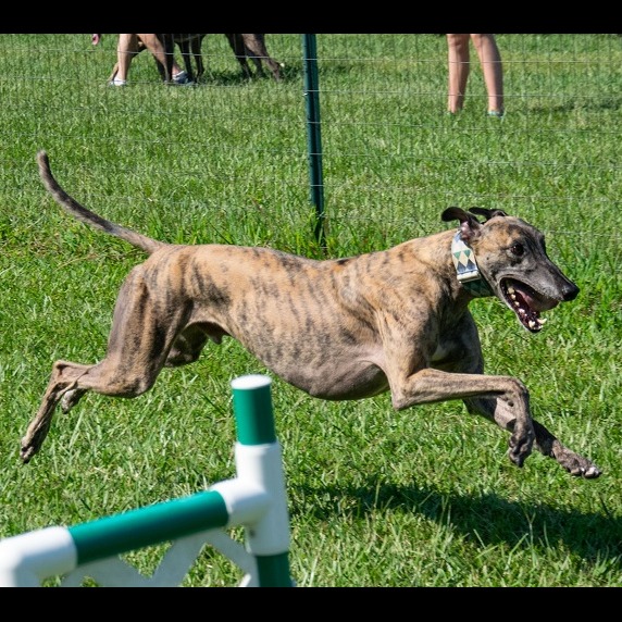 Photo 9 from Triangle Greyhound Society