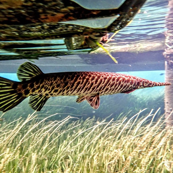 Photo 2 from SAVE CRYSTAL RIVER