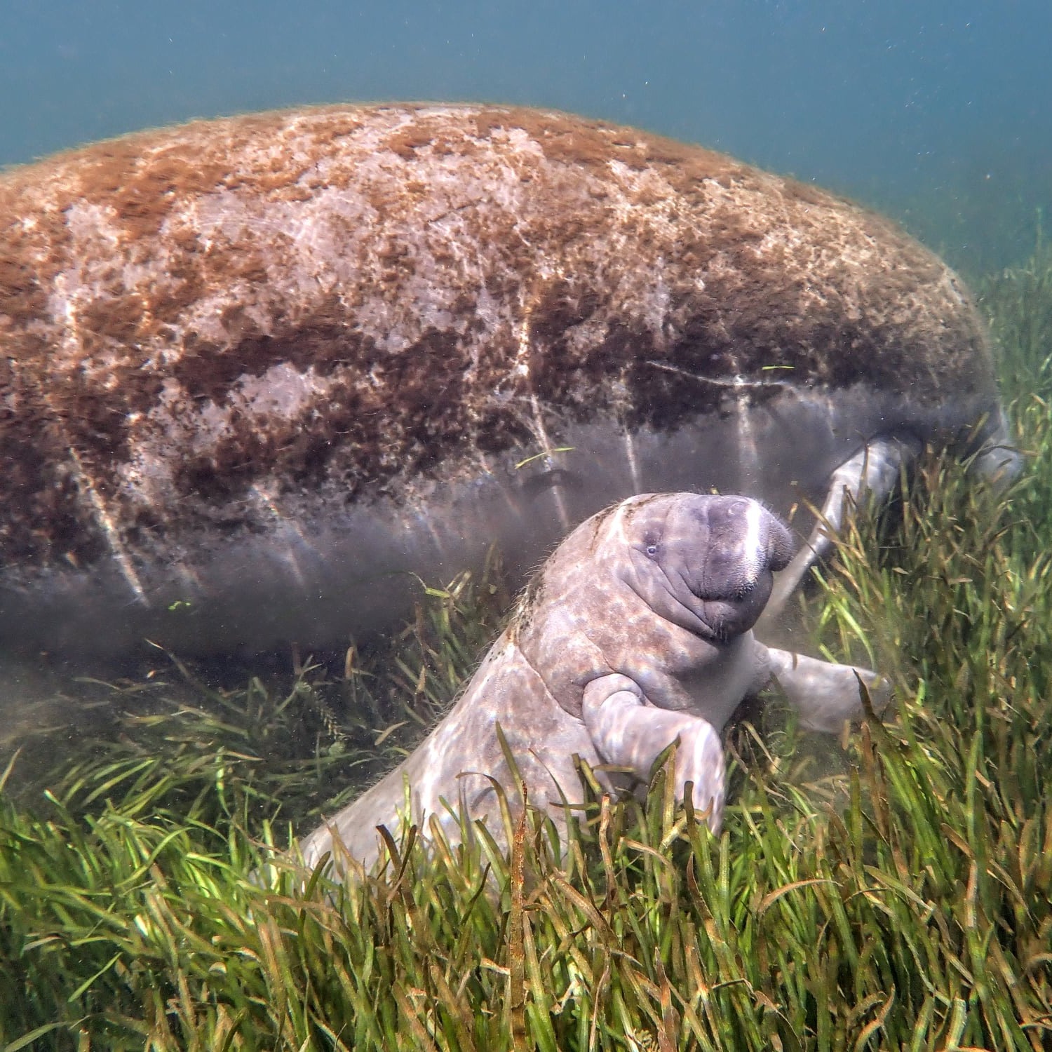 Photo 1 from SAVE CRYSTAL RIVER