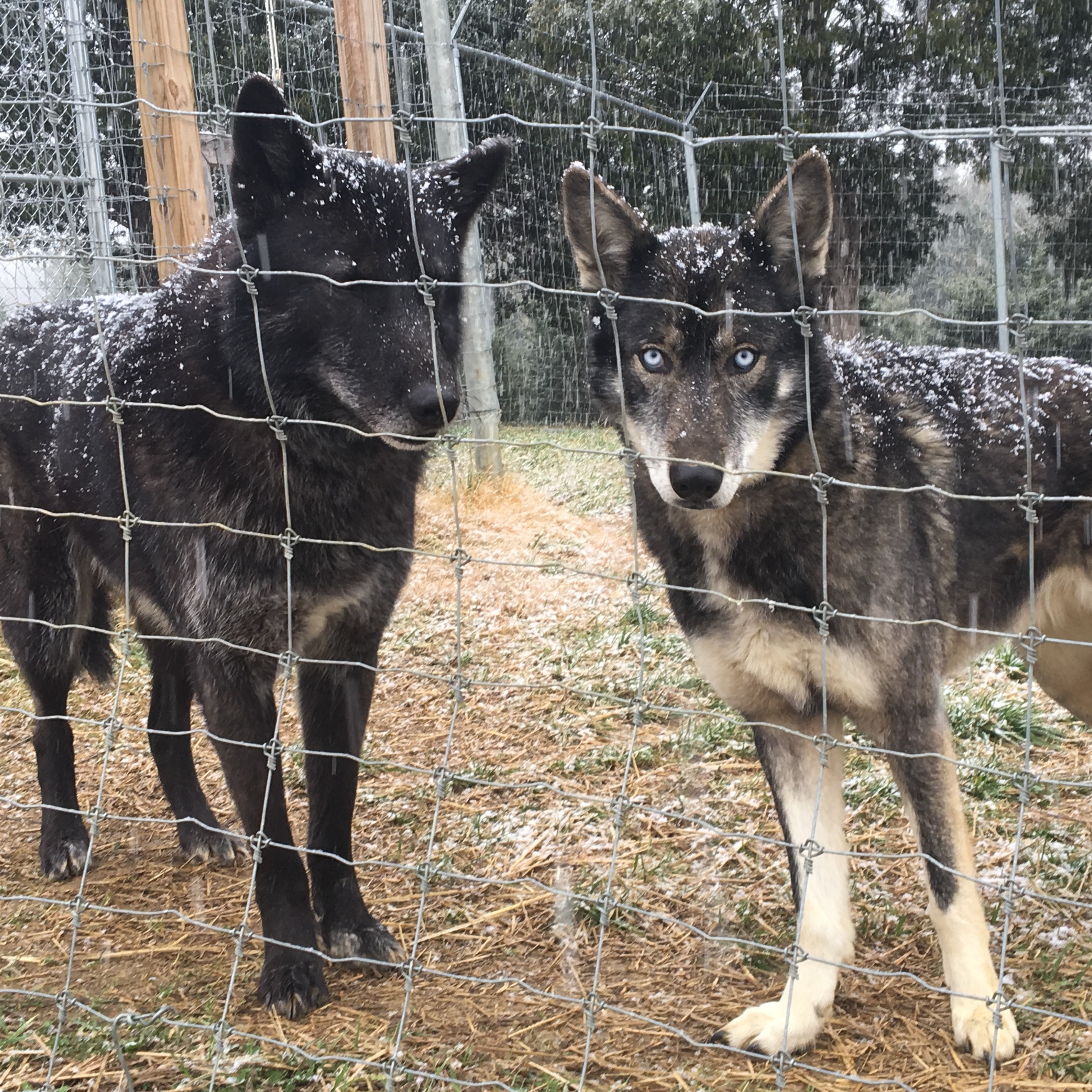 Photo 7 from WOLF PAWS INC