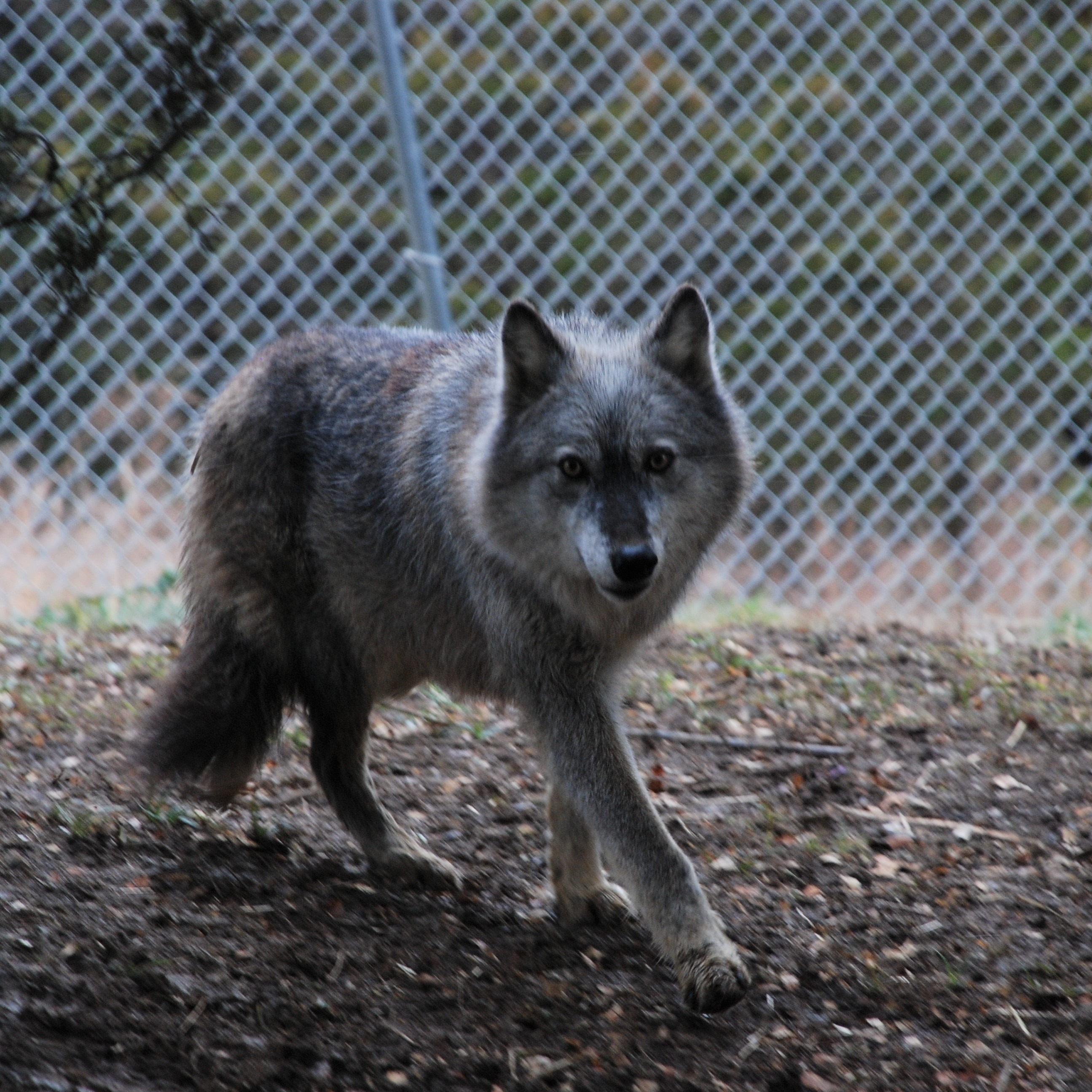 Photo 8 from WOLF PAWS INC