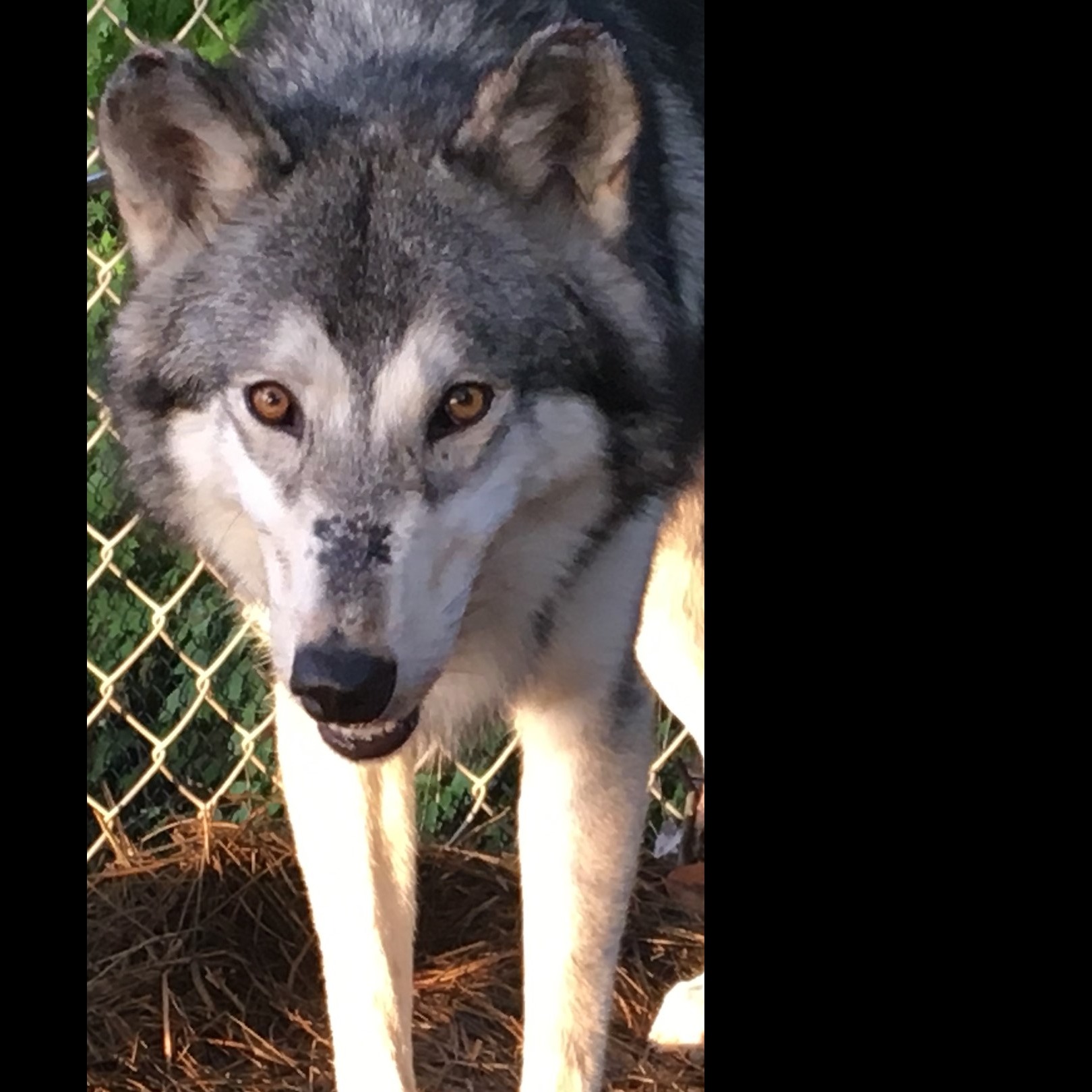 Photo 9 from WOLF PAWS INC