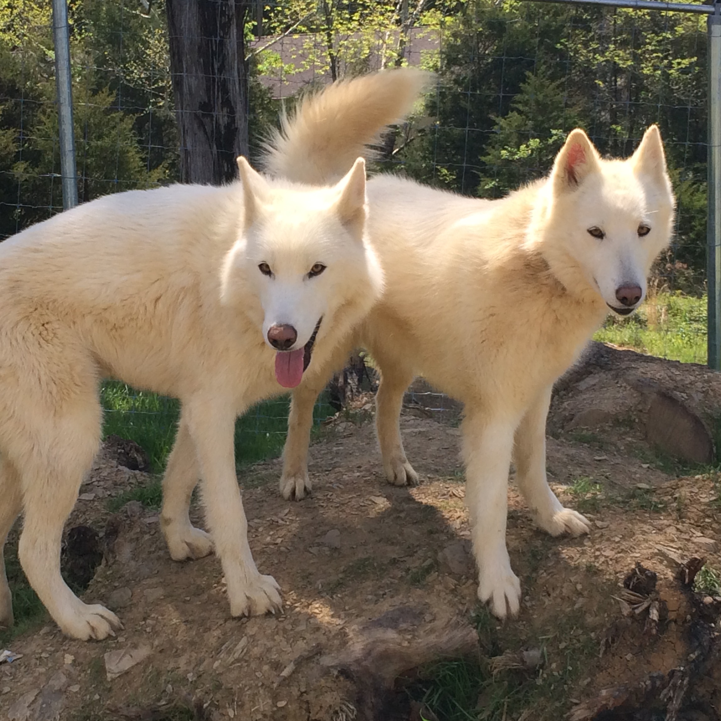 Photo 1 from WOLF PAWS INC