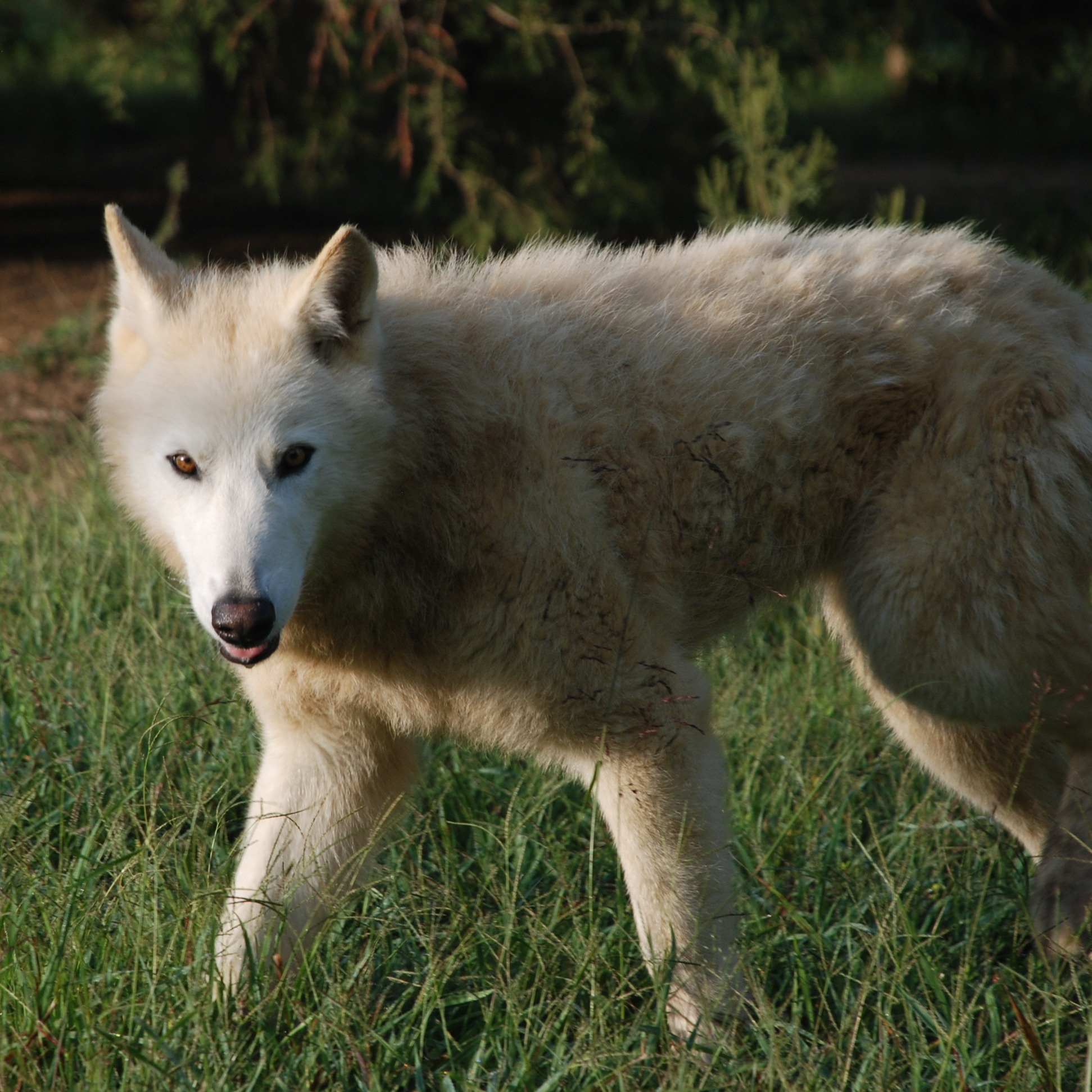 Photo 2 from WOLF PAWS INC