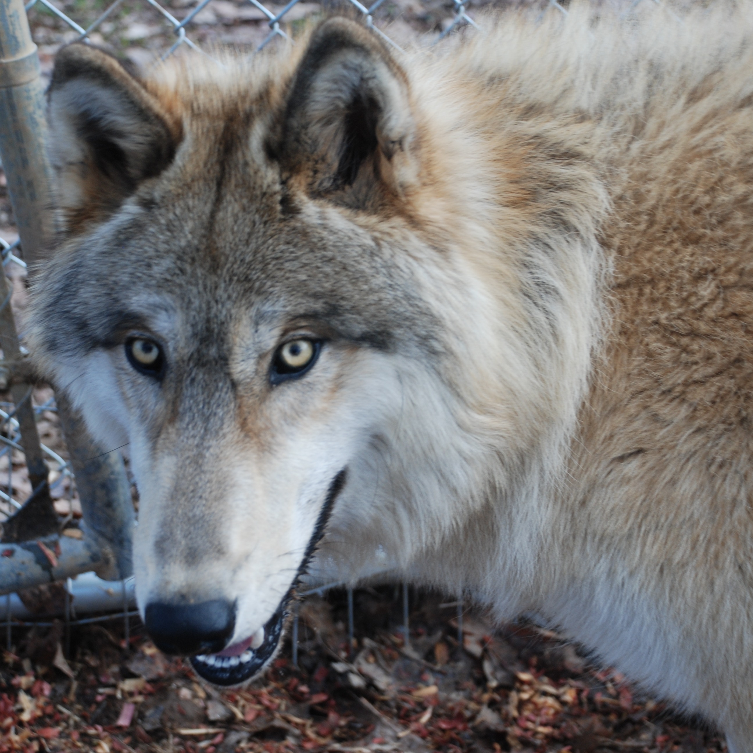 Photo 3 from WOLF PAWS INC